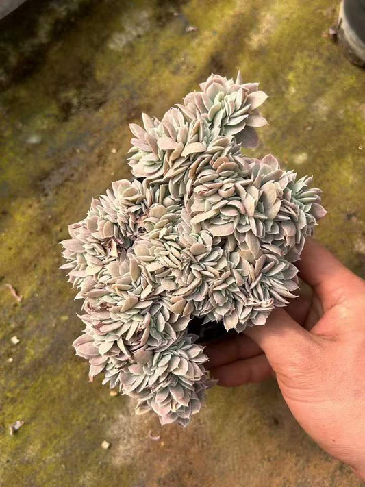 T26439 バークレーライト錦綴化