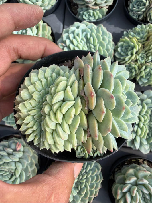 362826 ドリームジェイド綴化