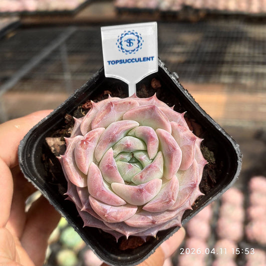 361499 ピンク ディアナ