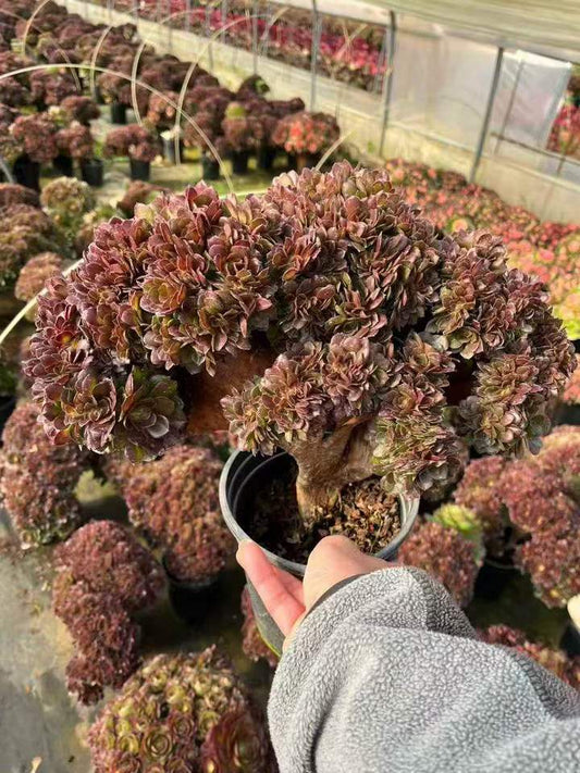 26500 アエオニウム　ハロウィン綴化