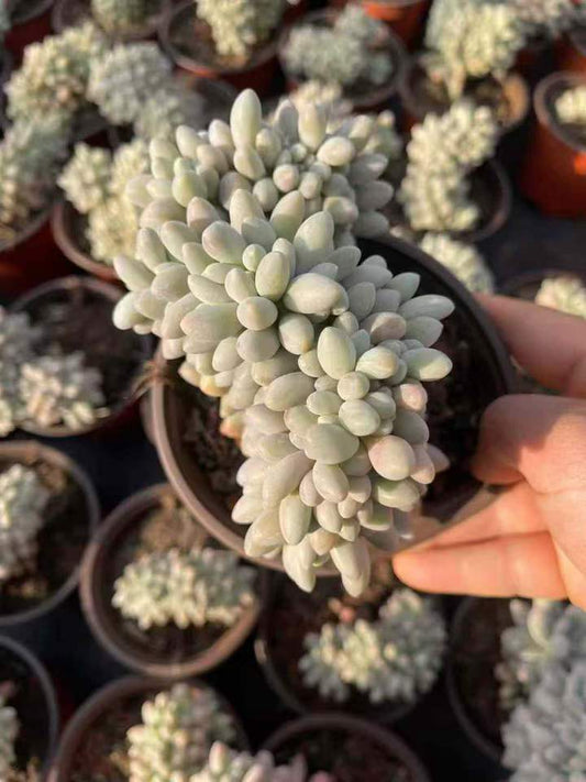 26569 オレンジスノーボール綴化