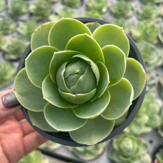 26524 アエオニウム　グリノービア