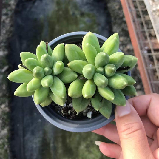 363977 コンパクタム