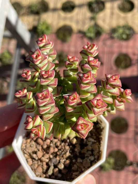 265074 クラッスラ　ルペストリス