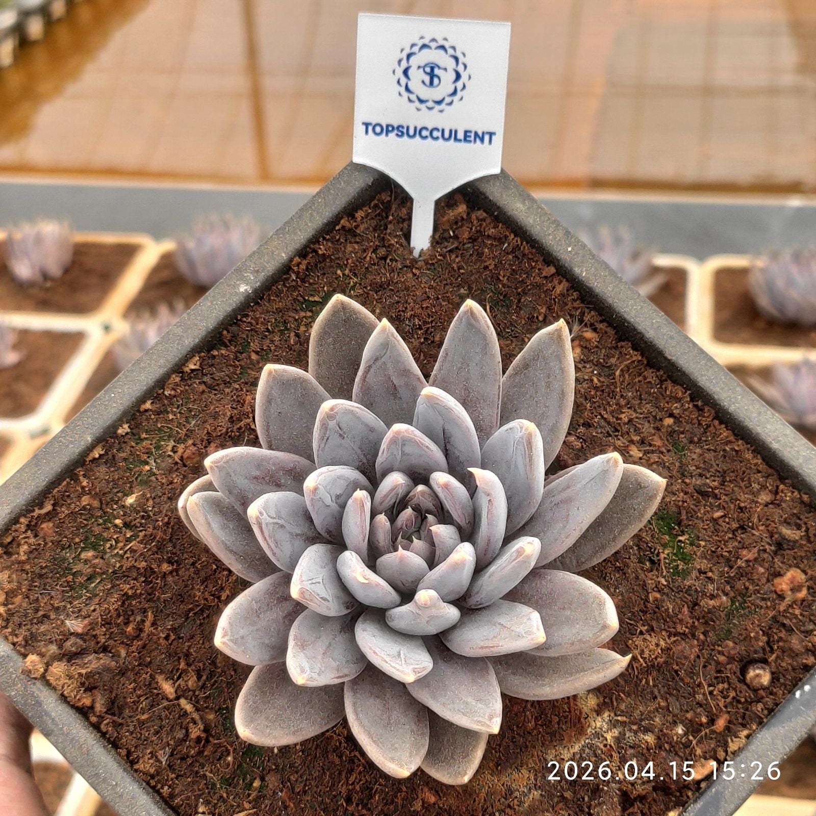 ベーシック 単頭 20260423 – Top Succulent®