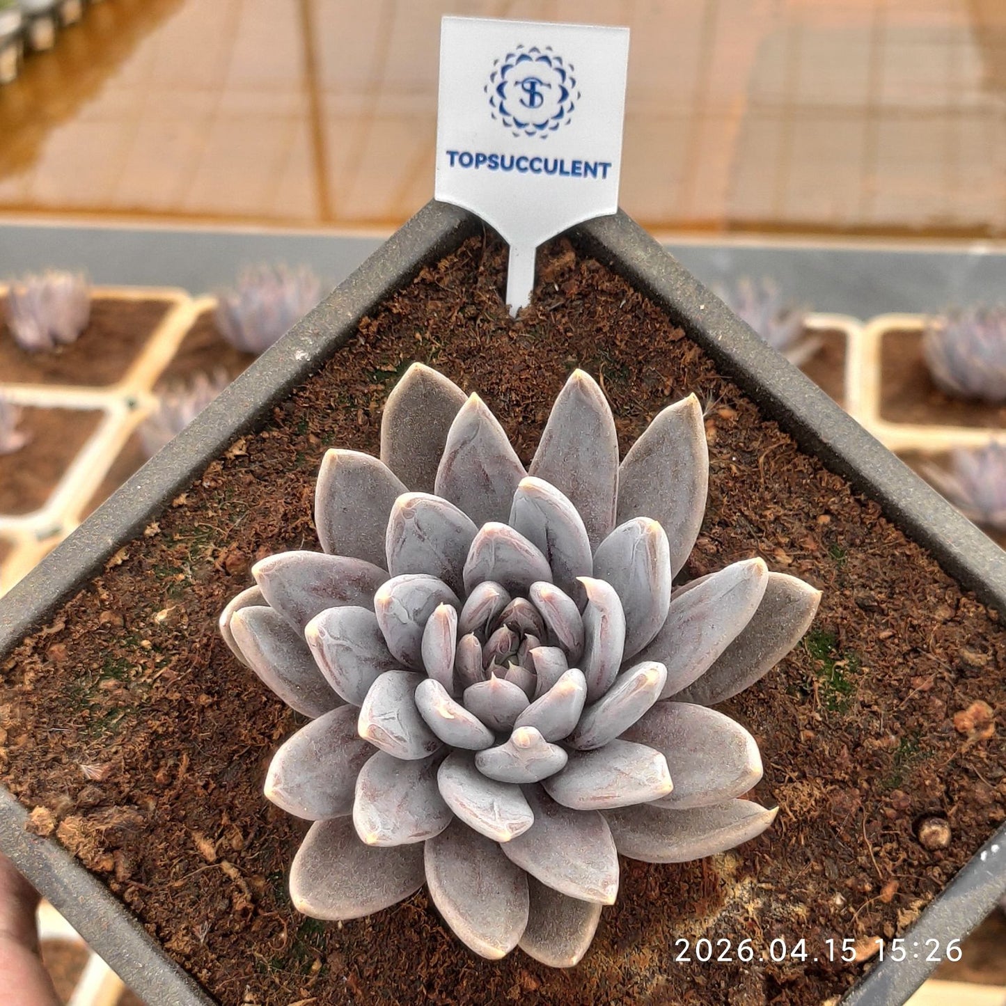 361625 フック ソード