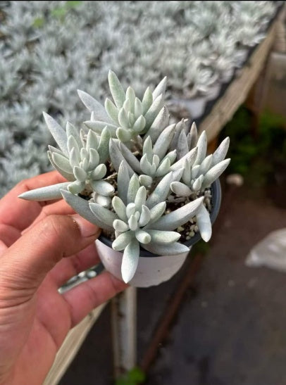 セネシオ – Top Succulent®