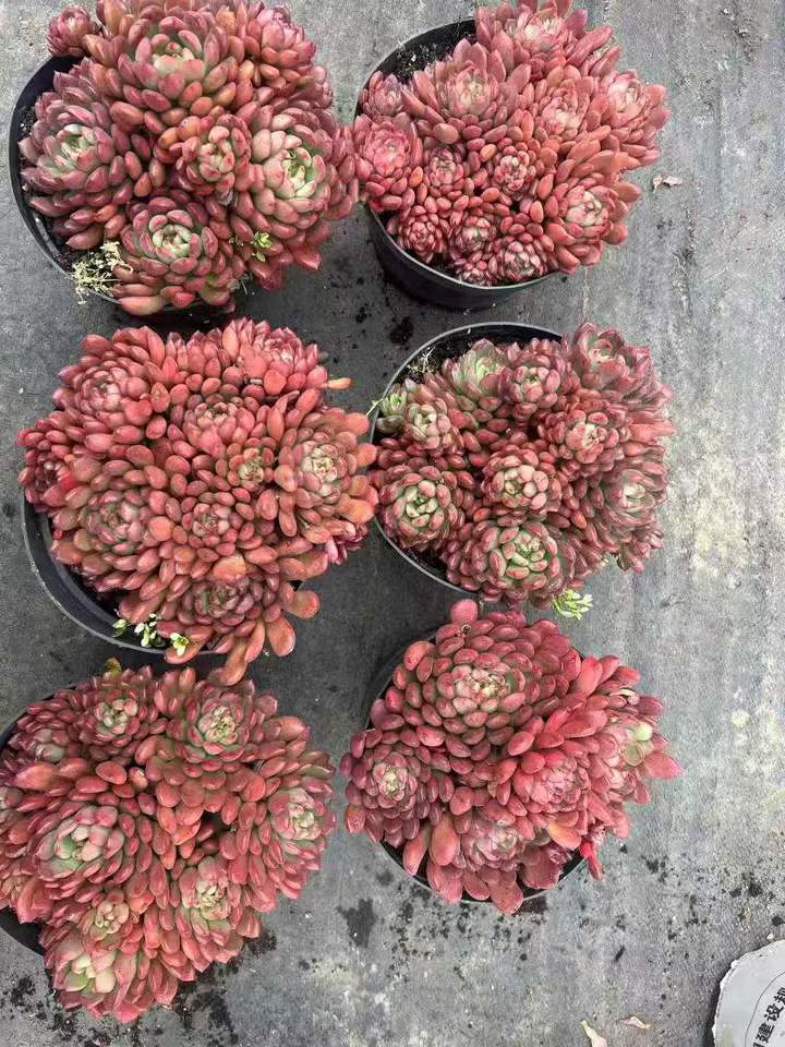 T26557 ピンクルビー