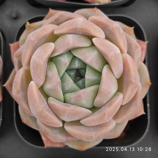LMM324 ピュアラブ(6.5cm pot)