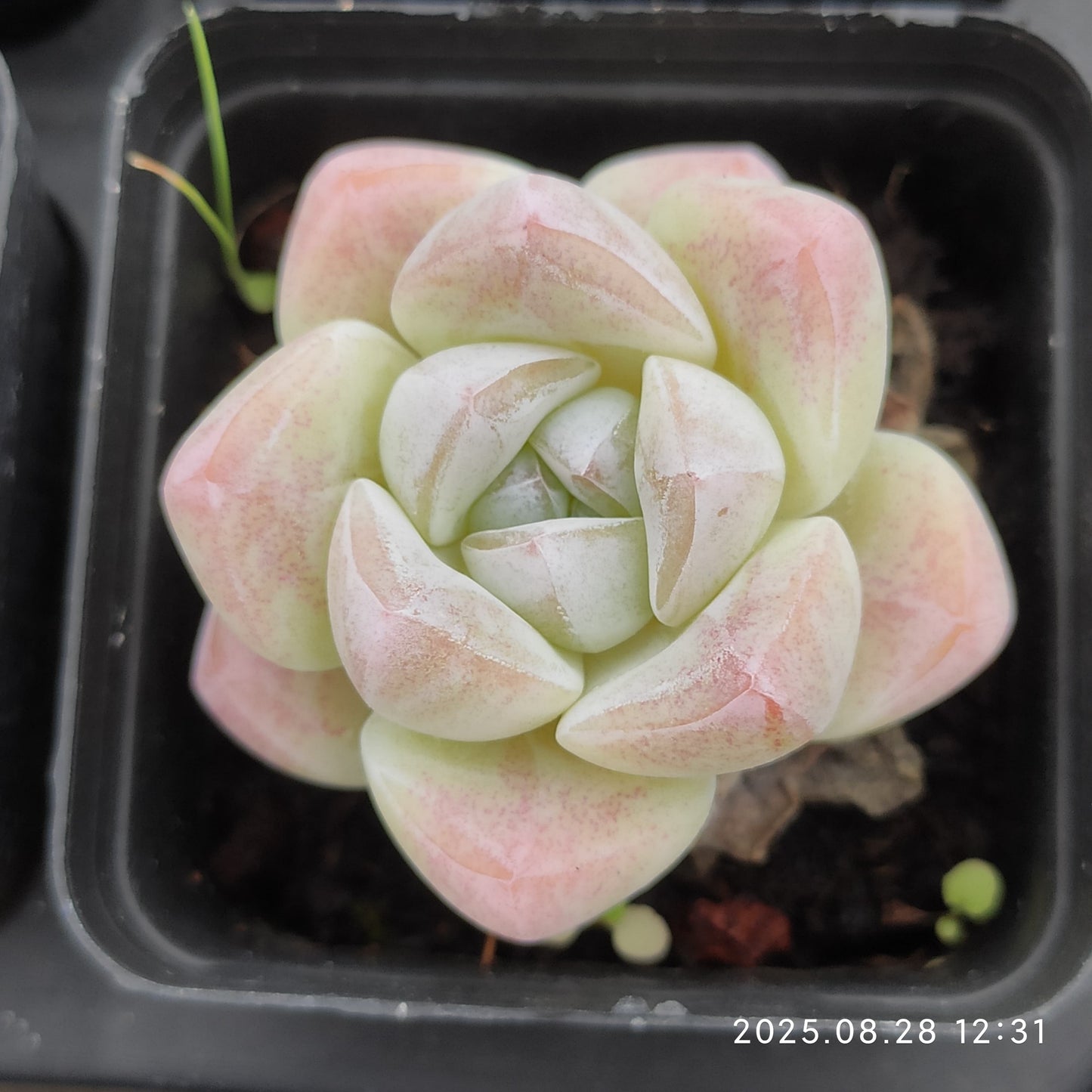 YBB280 アイスグリーン（5.5cm pot）
