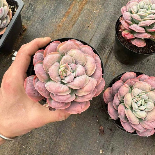 23919 レインドロップス