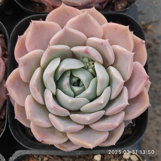 DWZ229 ホワイトトゥクスパン x ファスー (6cm pot)
