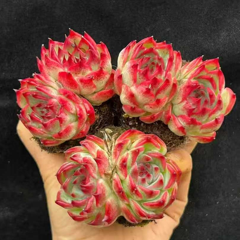 22001 コロラータ（6.5cm pot）