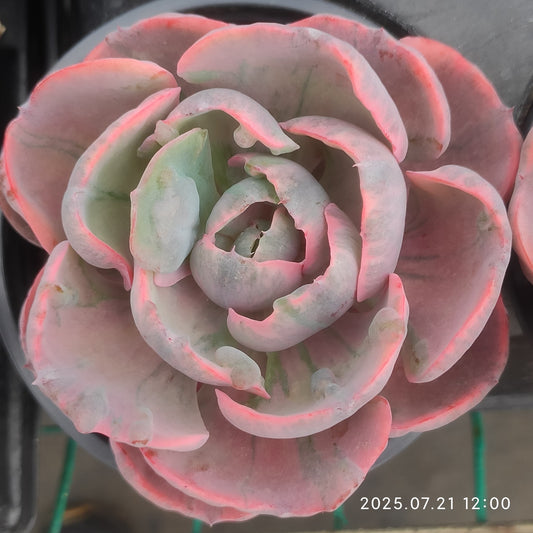 MMY561 ハートディライト錦(9cm pot)