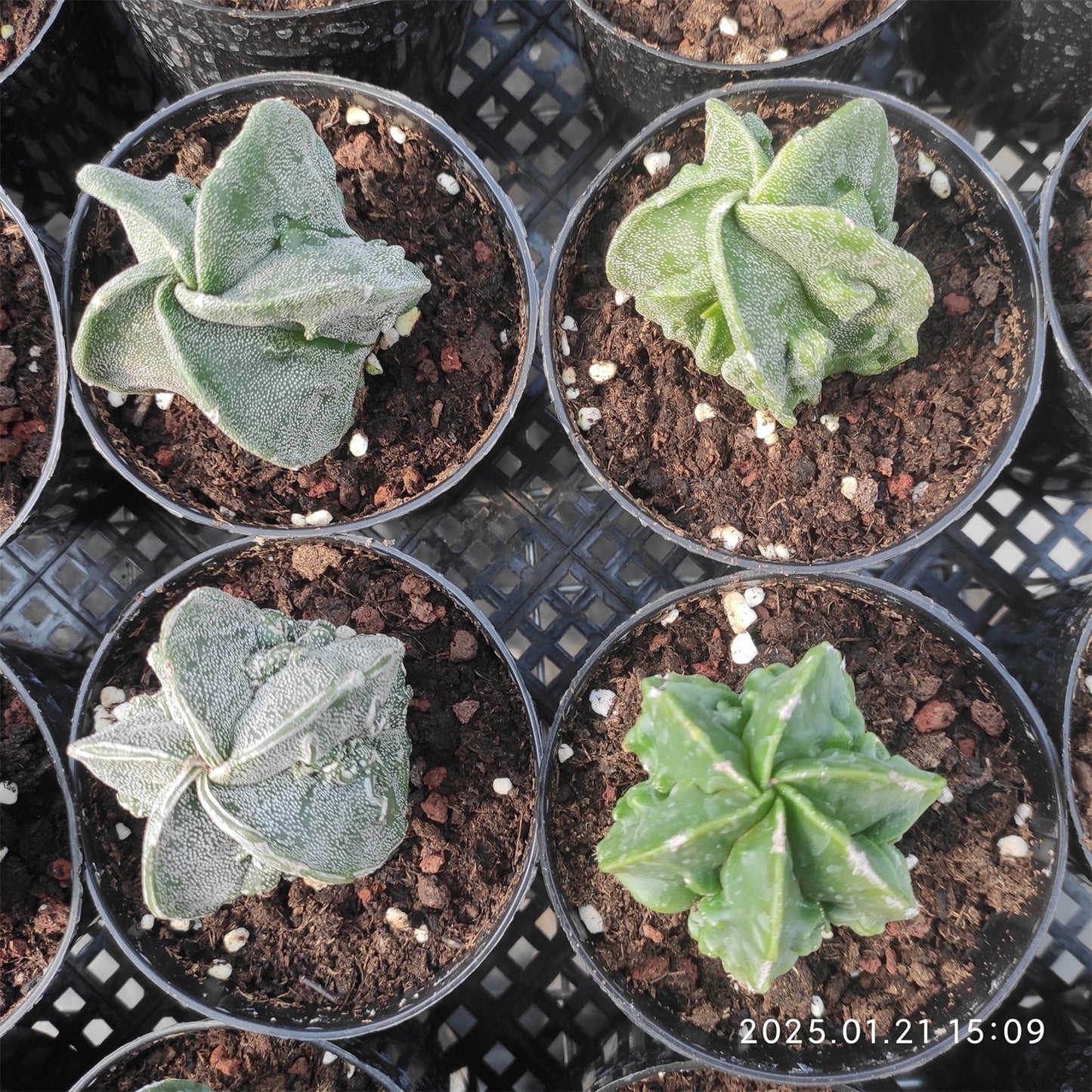 ZL123 副稜へキラン  (5cm pot)