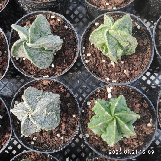 ZL123 副稜へキラン  (5cm pot)