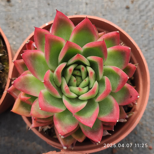 DQ126 レッドアガボイデス x ロメオ（9cm pot）