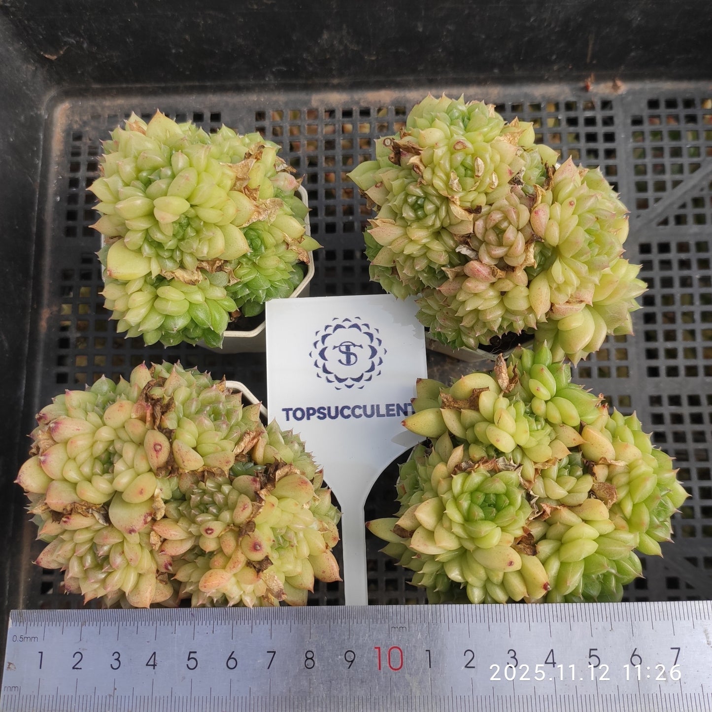 22506  グリーン　ダイアモンド　マルギャン（7cm pot）