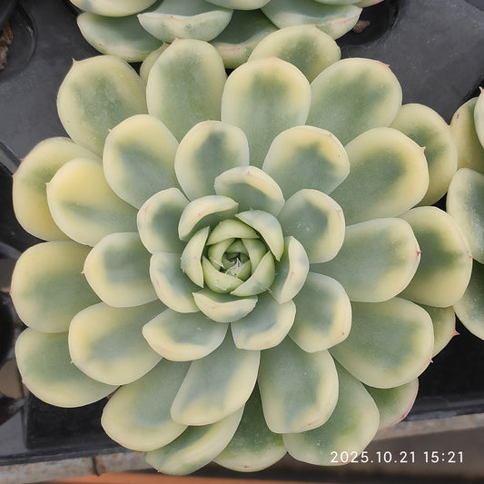 MMY1383 ストロベリー アイス錦（9cm pot）