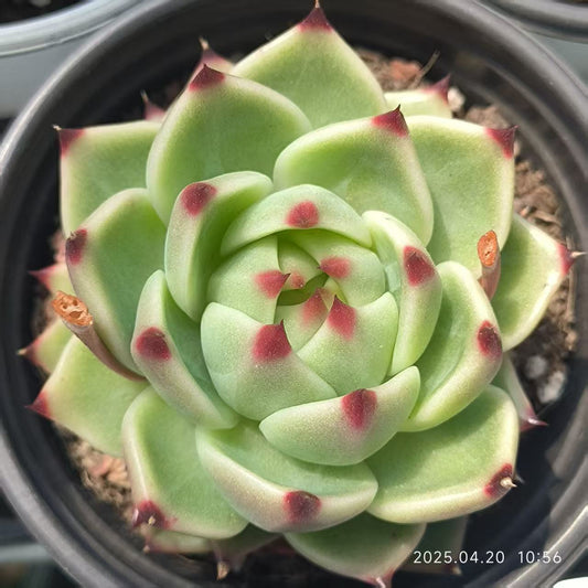 HC159 ブルードラゴン(7cm pot)
