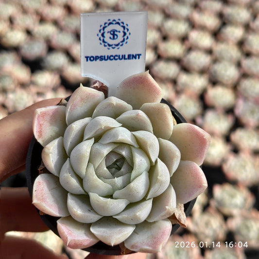 1733 ヒューミリス