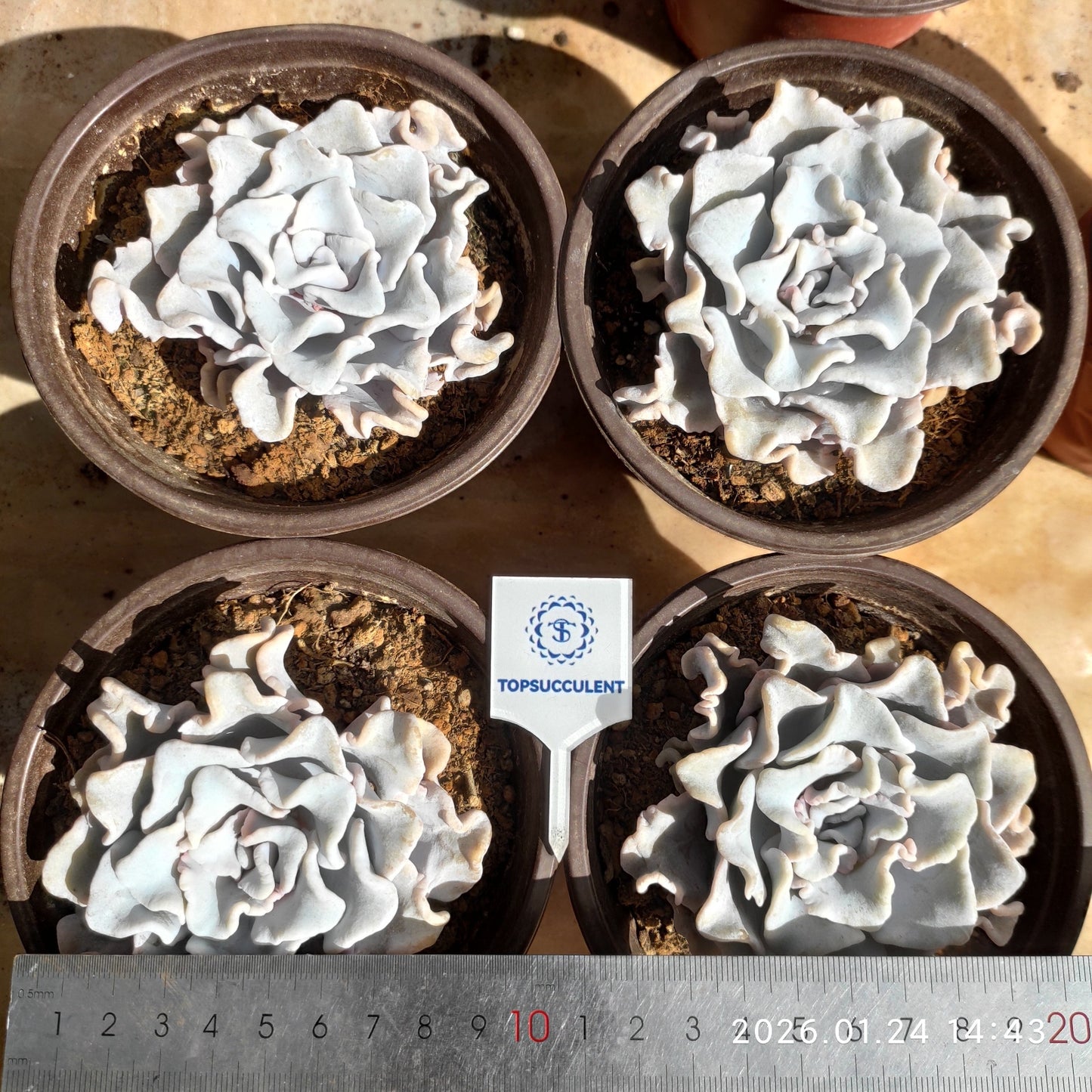 THH027 クリスペートビューティ