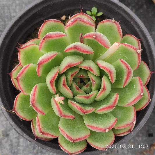ZAJ013 ファイヤーフライ (9cm pot)