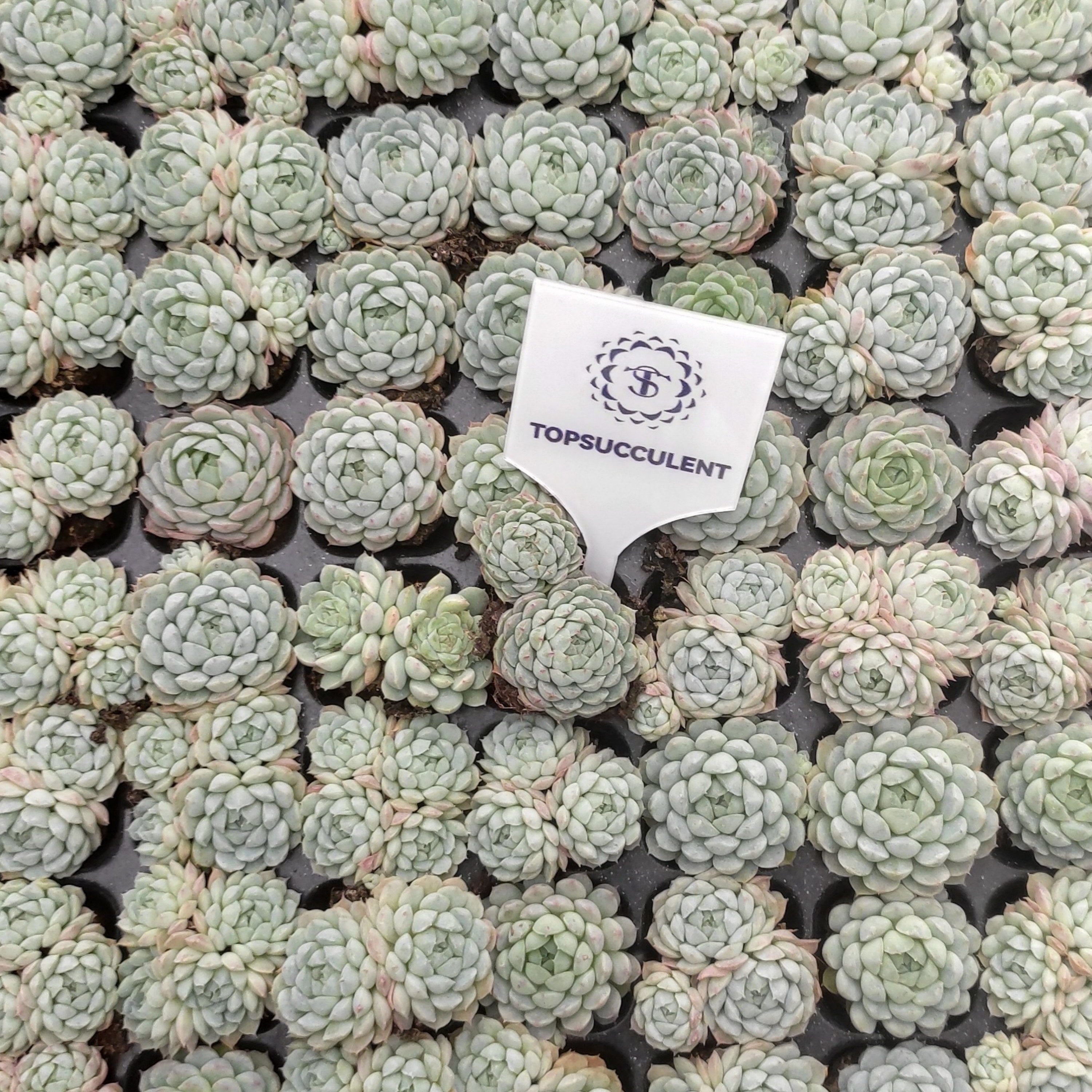 プラグトレー苗 20260115 – Top Succulent®