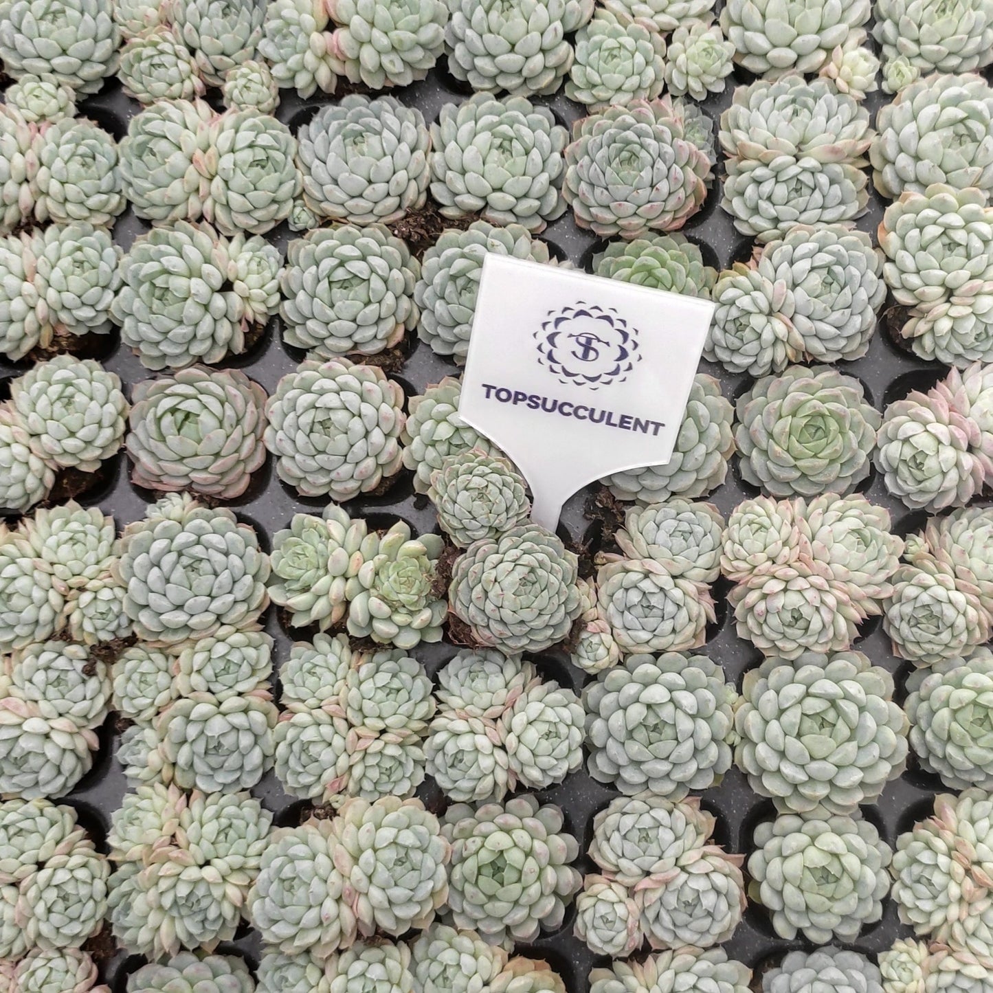 22122  ボールオブファット（3cm pot）（ポット苗）