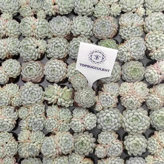 22122  ボールオブファット（3cm pot）（ポット苗）