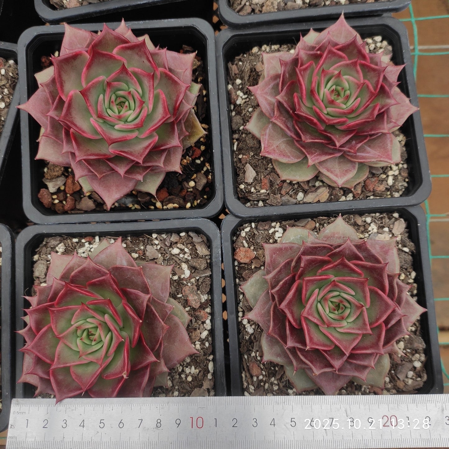 MMY1249 サマー　ビューティー（14cm pot）