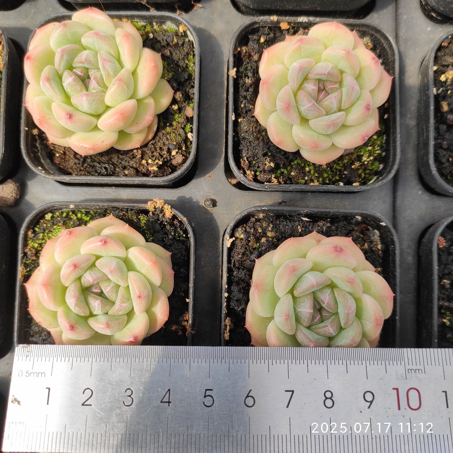 WWA356 モンロー Hyb（5.5cm pot）