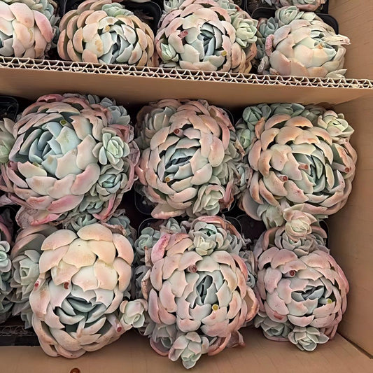 22023 パンダフェイス