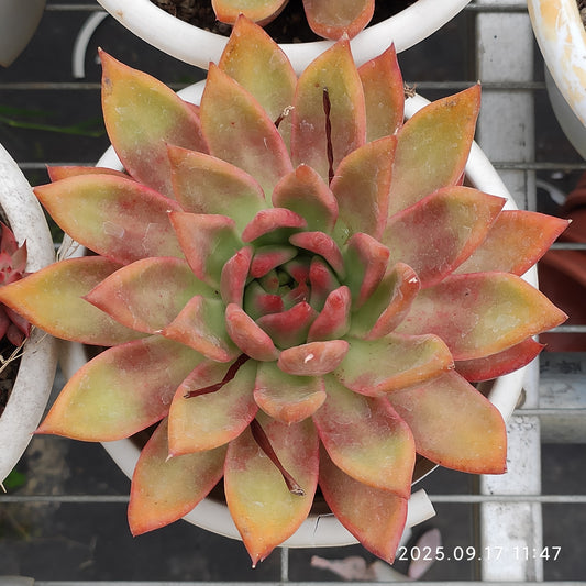 NGN795 フランク（16cm pot）