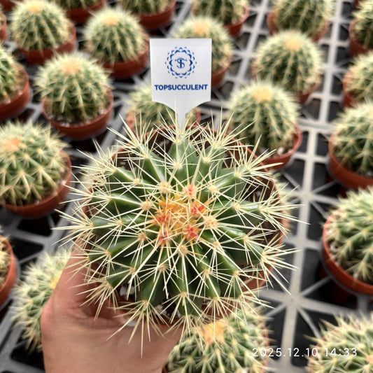 20524 金鯱（9cm pot）