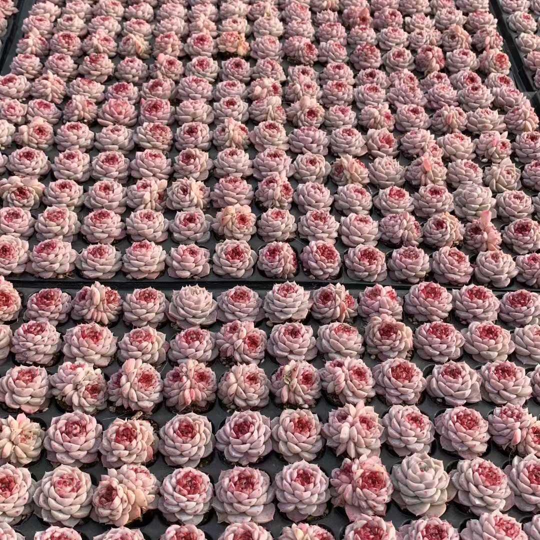 25402 レッドベルベット