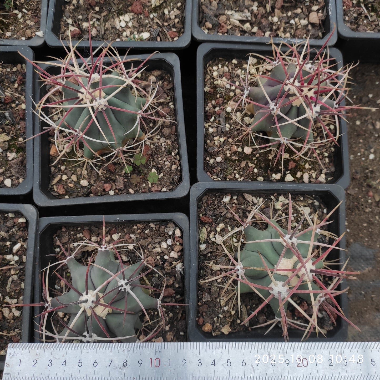 DMC051 フェロカクタス　江守（12cm pot）