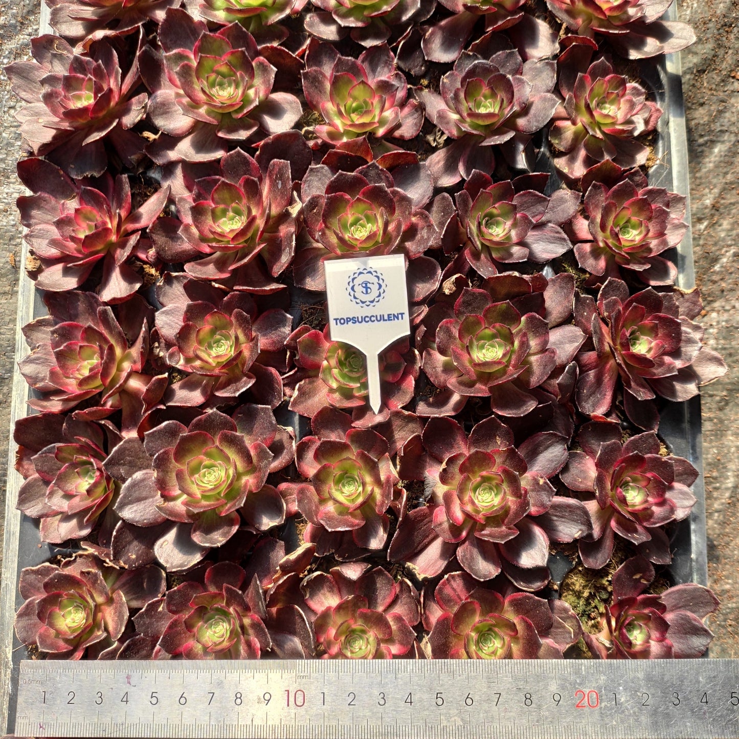 24626 マジック　ピル