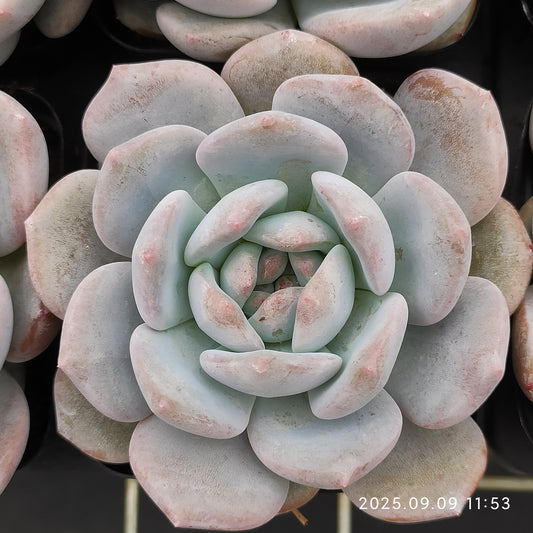 MMT869 チョーク（7cm pot）
