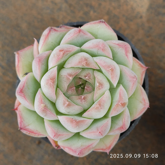 MMT826 クイーンオブピーチ（5.5cm pot）