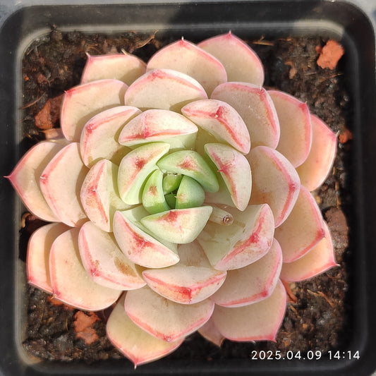 YBB241 ローズ　ウマン x ベンバディズ（50cm pot）