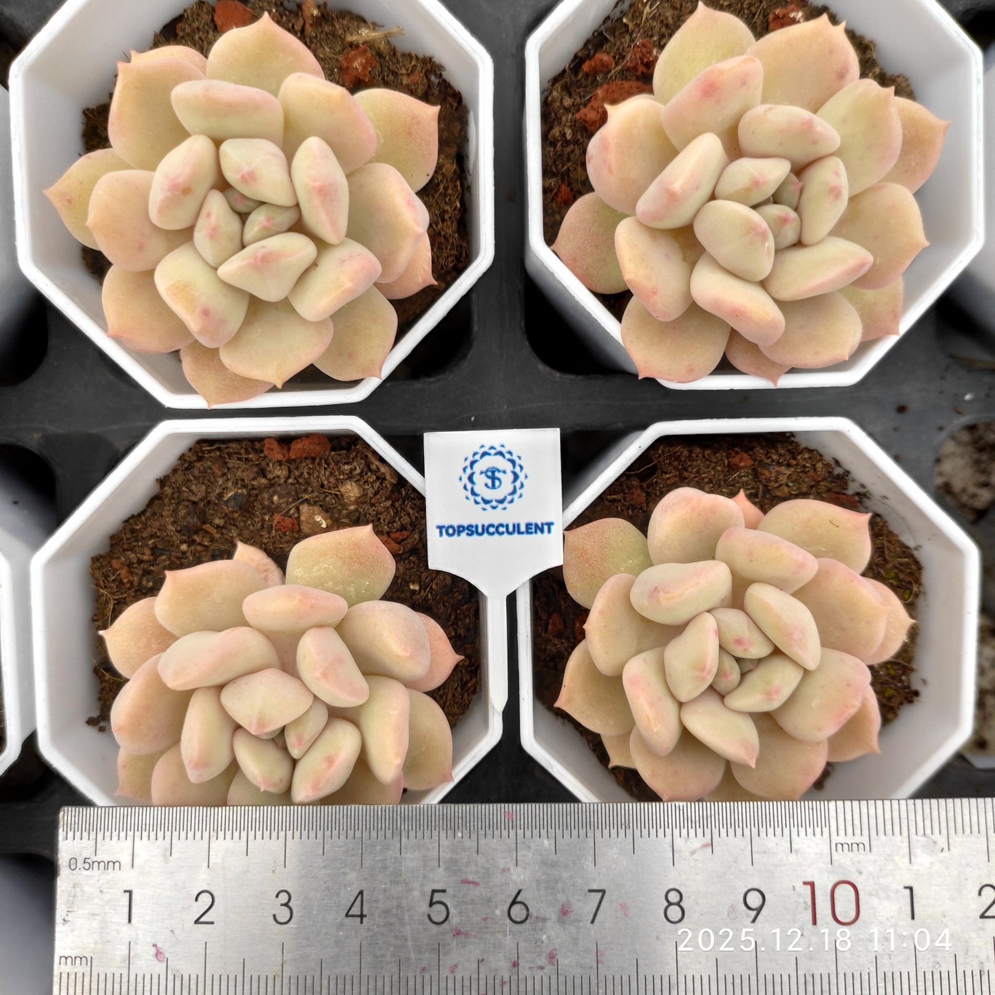 15265 スーパーミルク