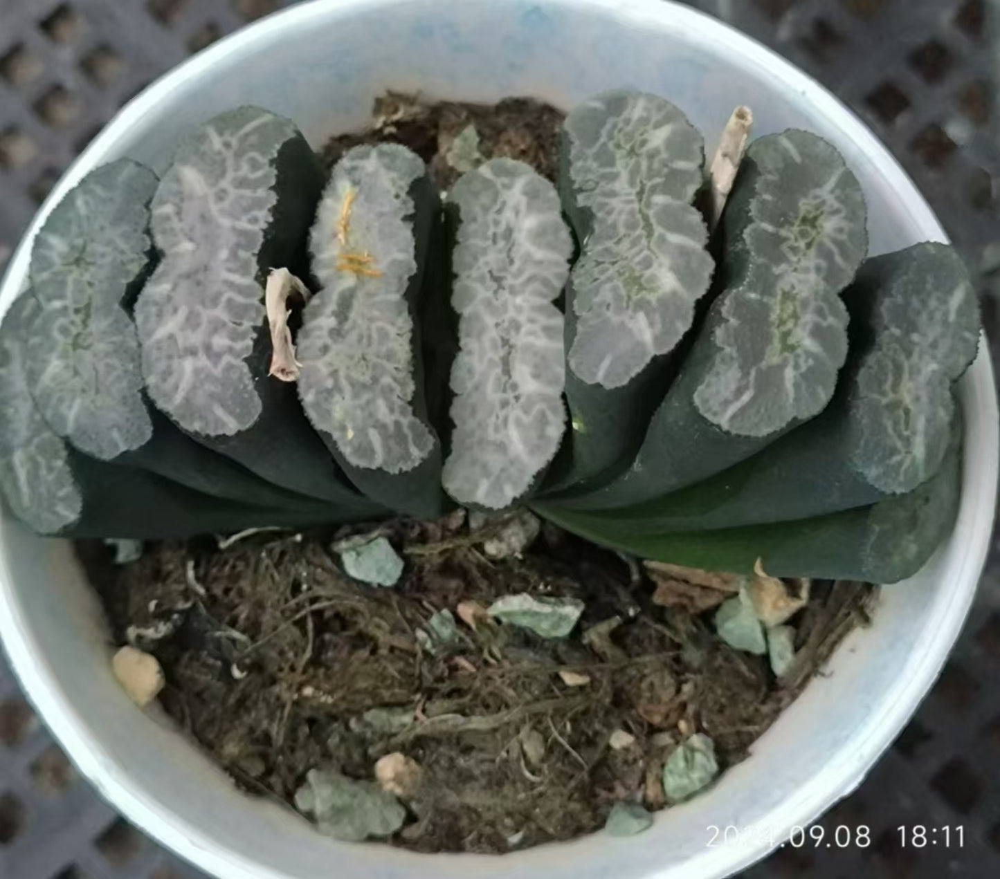 13216 山本エメラルド