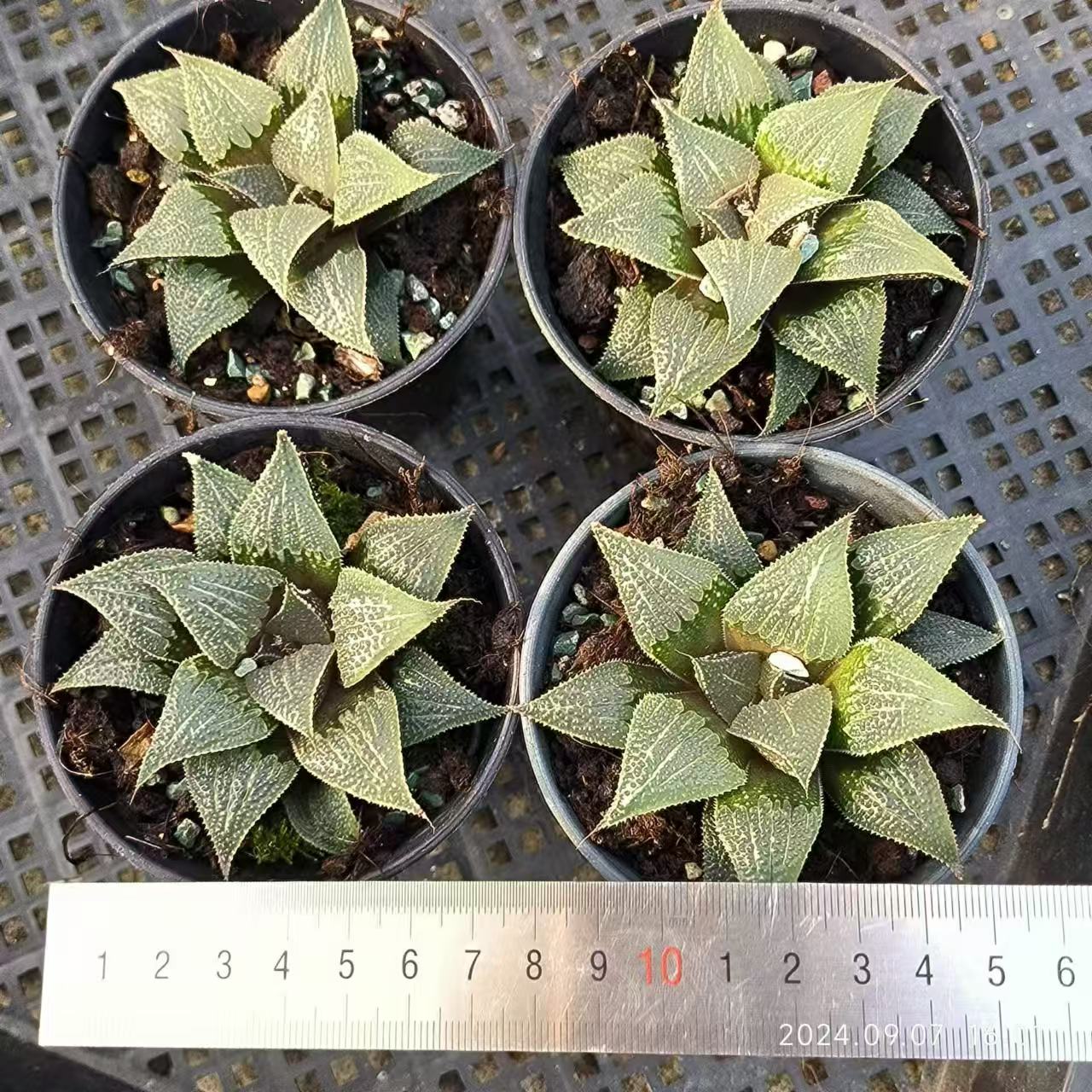 1424 アルミスター