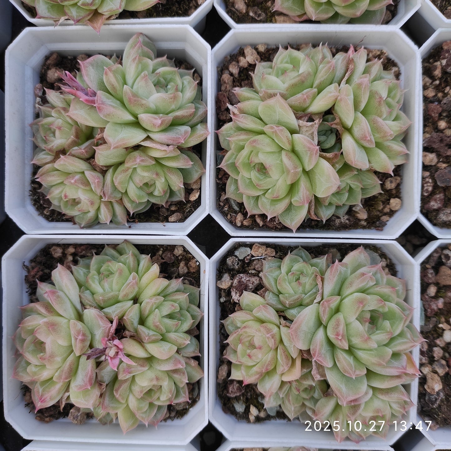 21774 クィーンズ　ローズHyb（7cm pot）