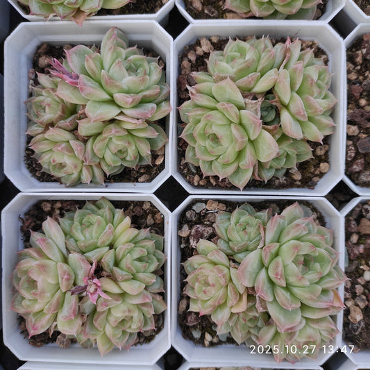 21774 クィーンズ　ローズHyb（7cm pot）