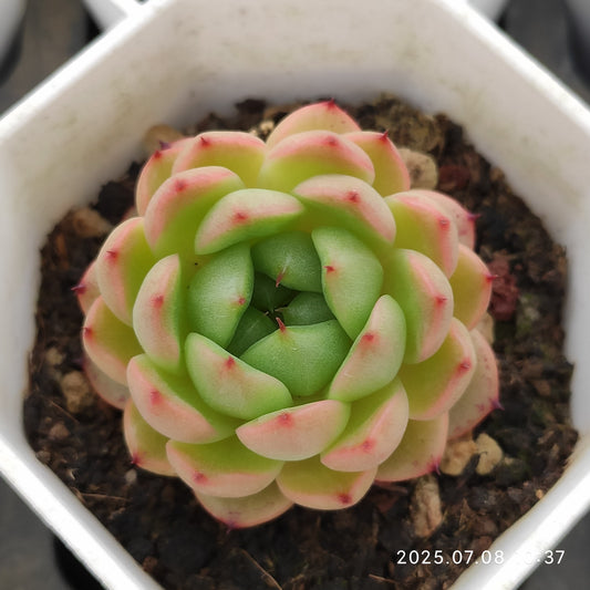 DQ140 クレバージェニー（6cm pot)