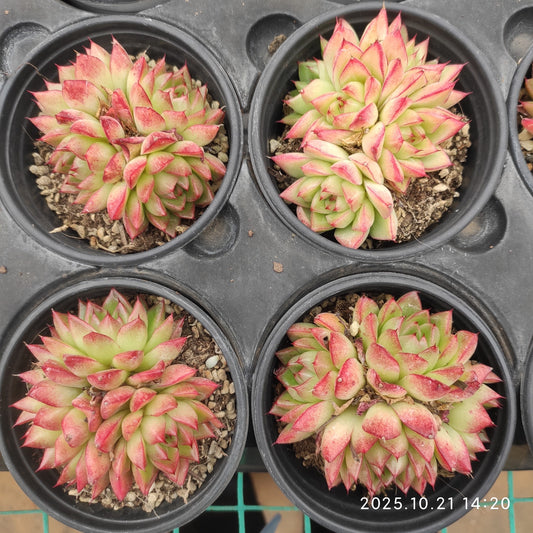 21917 ドリームクイーン（9cm pot）