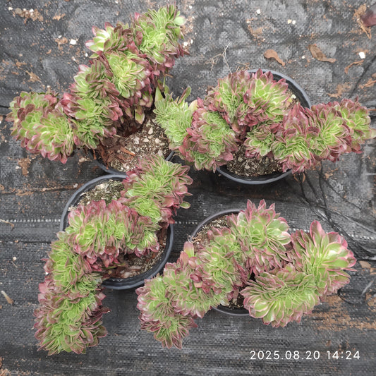 ON705 アエオニウム　シーキング綴化（18cm pot）