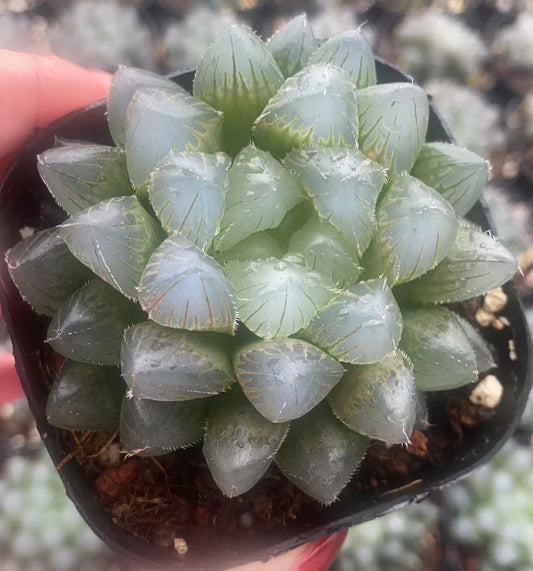 CS128 藍鏡 (7cm pot)